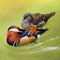 Motif oshidori - le canard mandarin - source : Polina Couture