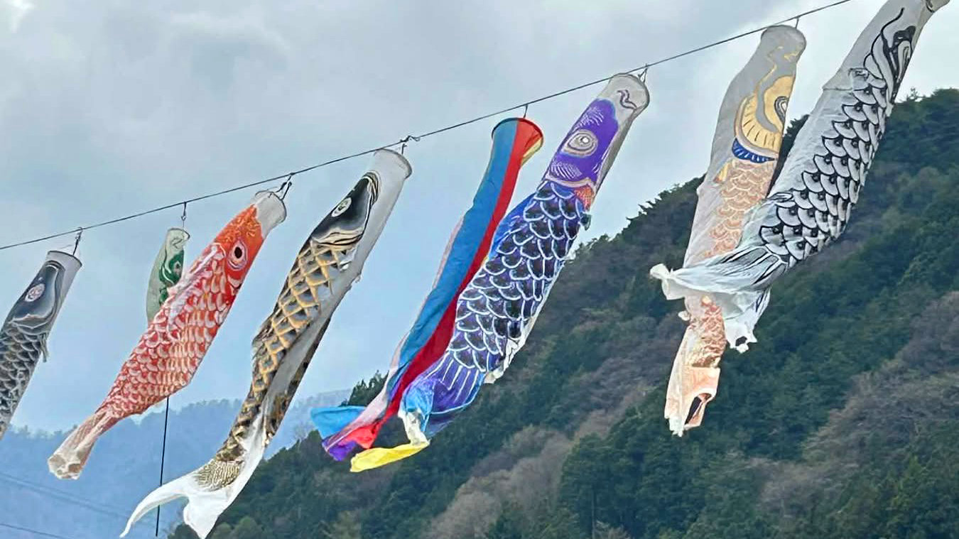 koinobori flottant au vent au dessus de sakura tardifs