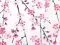 Noren Fujisan sous les sakura